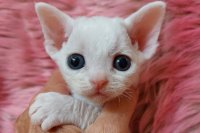 Red Hot Chili - Devon Rex kenel