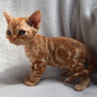 Red Hot Chili - Devon Rex kenel