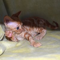 Red Hot Chili - Devon Rex kenel