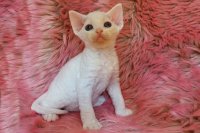 Red Hot Chili - Devon Rex kenel