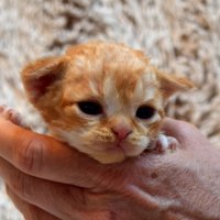 Red Hot Chili - Devon Rex kenel