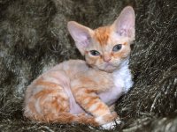 Red Hot Chili - Devon Rex kenel