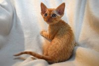 Red Hot Chili - Devon Rex kenel