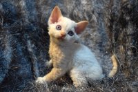 Red Hot Chili - Devon Rex kenel