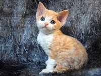 Red Hot Chili - Devon Rex kenel