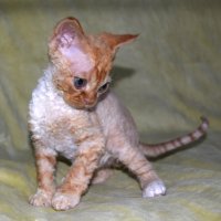 Red Hot Chili - Devon Rex kenel