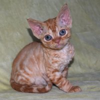 Red Hot Chili - Devon Rex kenel