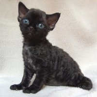 Red Hot Chili - Devon Rex kenel