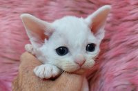 Red Hot Chili - Devon Rex kenel