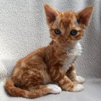 Red Hot Chili - Devon Rex kenel