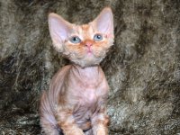 Red Hot Chili - Devon Rex kenel