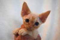 Red Hot Chili - Devon Rex kenel