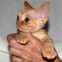 Red Hot Chili - Devon Rex kenel