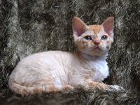 Red Hot Chili - Devon Rex kenel