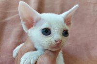 Red Hot Chili - Devon Rex kenel