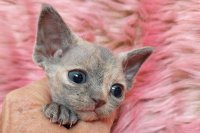 Red Hot Chili - Devon Rex kenel