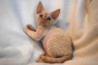 Red Hot Chili - Devon Rex kenel