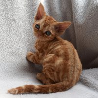 Red Hot Chili - Devon Rex kenel