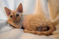 Red Hot Chili - Devon Rex kenel