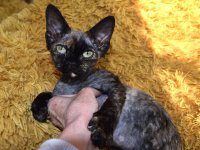 Red Hot Chili - Devon Rex kenel