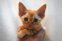 Red Hot Chili - Devon Rex kenel