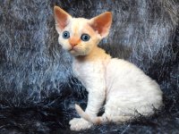 Red Hot Chili - Devon Rex kenel