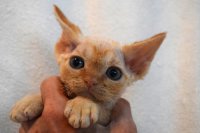 Red Hot Chili - Devon Rex kenel