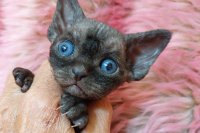 Red Hot Chili - Devon Rex kenel