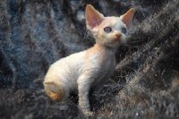 Red Hot Chili - Devon Rex kenel