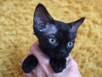 Red Hot Chili - Devon Rex kenel