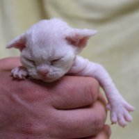 Red Hot Chili - Devon Rex kenel