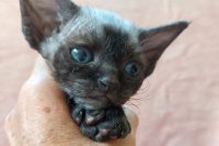 Red Hot Chili - Devon Rex kenel