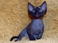 Red Hot Chili - Devon Rex kenel