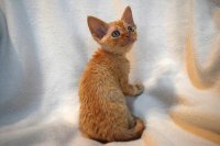 Red Hot Chili - Devon Rex kenel