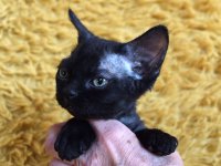 Red Hot Chili - Devon Rex kenel