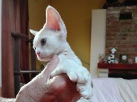 Red Hot Chili - Devon Rex kenel