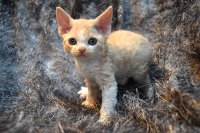 Red Hot Chili - Devon Rex kenel