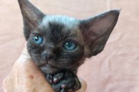 Red Hot Chili - Devon Rex kenel