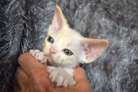 Red Hot Chili - Devon Rex kenel