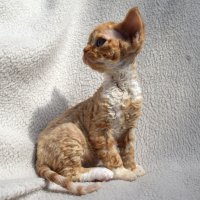 Red Hot Chili - Devon Rex kenel