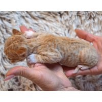 Red Hot Chili - Devon Rex kenel