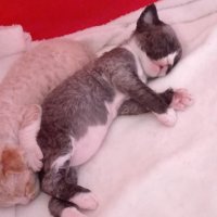 Red Hot Chili - Devon Rex kenel