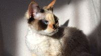 Red Hot Chili - Devon Rex kenel