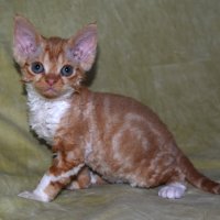 Red Hot Chili - Devon Rex kenel