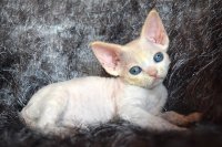 Red Hot Chili - Devon Rex kenel