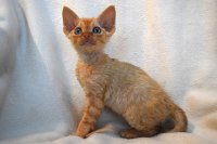 Red Hot Chili - Devon Rex kenel