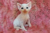 Red Hot Chili - Devon Rex kenel