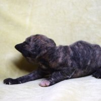 Red Hot Chili - Devon Rex kenel