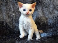 Red Hot Chili - Devon Rex kenel