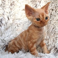 Red Hot Chili - Devon Rex kenel